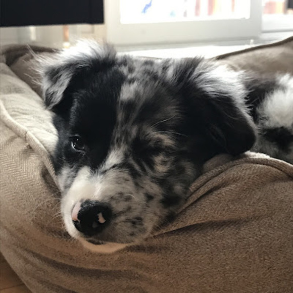 Meet your Posher, Giada - Picture 1 of 1